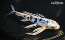8.25" DOITSU GIN SHIRO BEKKO BUTTERFLY
