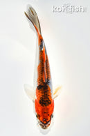 5.5" GOSHIKI