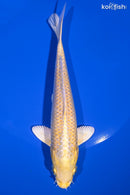 6.75" YAMABUKI OGON
