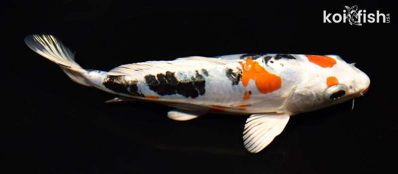 8" HEISEI NISHIKI