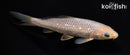 5.5" GINRIN SORAGOI