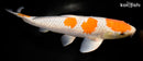 16.25" OCHIBA SHIGURE