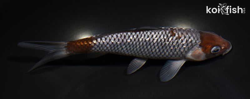 8.5" GINRIN OCHIBA SHIGURE