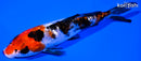 5.75" GINRIN SANKE