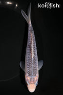 6.75" ASAGI