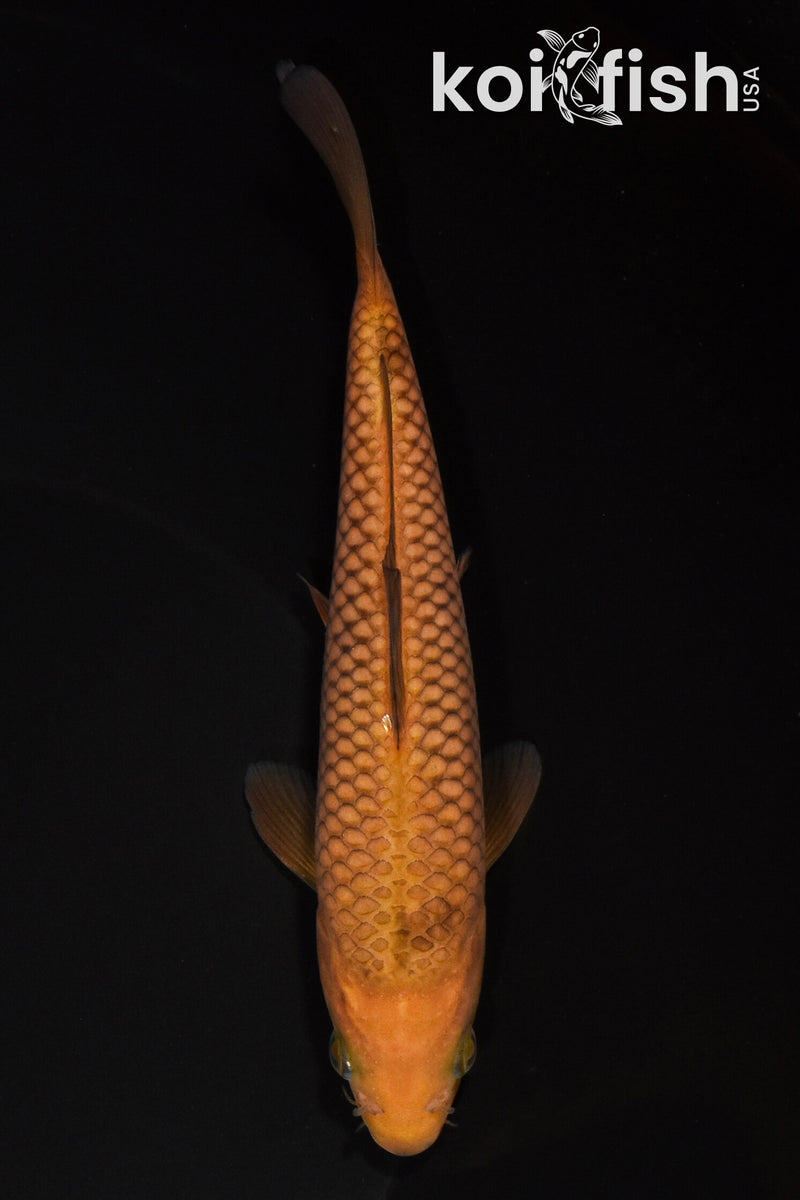 6.25" CHAGOI