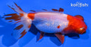 4.25" TELESCOPE FANTAIL GOLDFISH