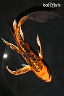 9.5" DOITSU KIN ORENJI BEKKO BUTTERFLY