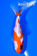 4.75" WAKIN GOLDFISH