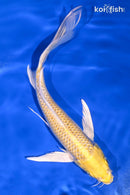 8" YAMABUKI OGON BUTTERFLY