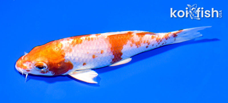5.25" HARIWAKE