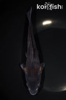 7.75" DOITSU OCHIBA SHIGURE