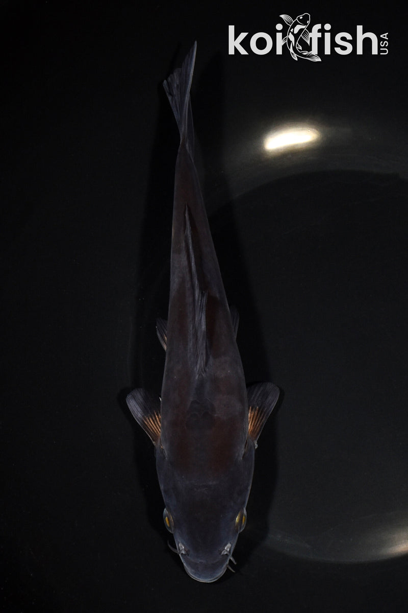 7.75" DOITSU OCHIBA SHIGURE