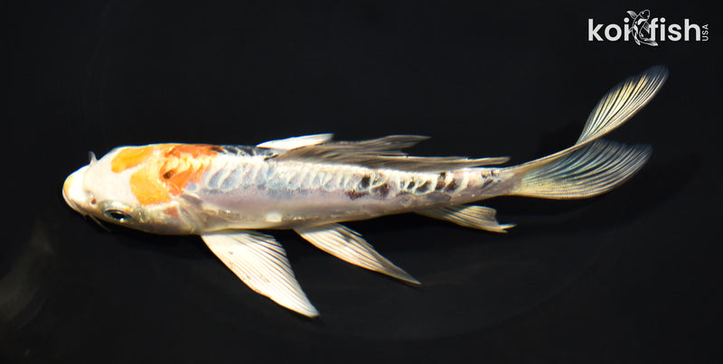 6.5" HEISEI NISHIKI BUTTERFLY