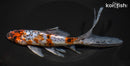 7.75" SHUBUNKIN GOLDFISH