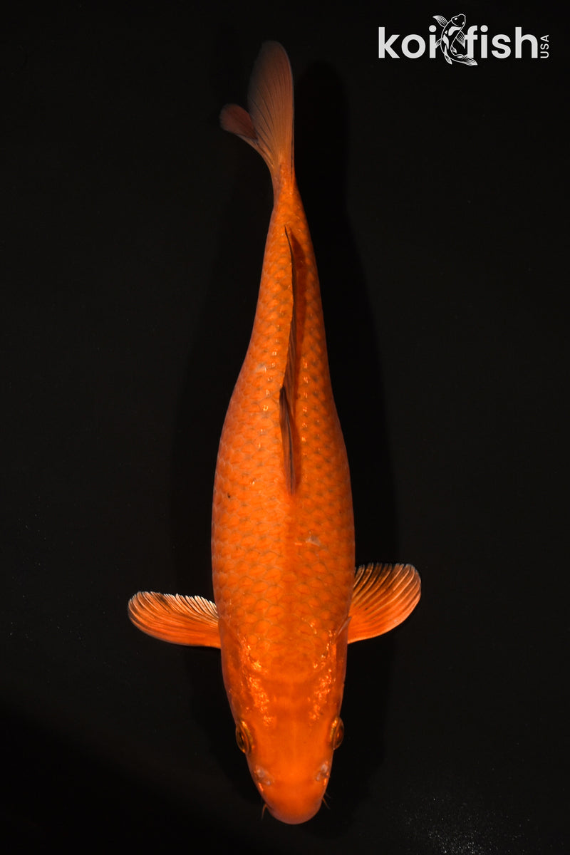 12.5" CHAGOI