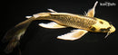 10.75" GINRIN KIN KI MATSUBA BUTTERFLY