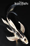 7.75" ARAGOKE KIKOKURYU BUTTERFLY