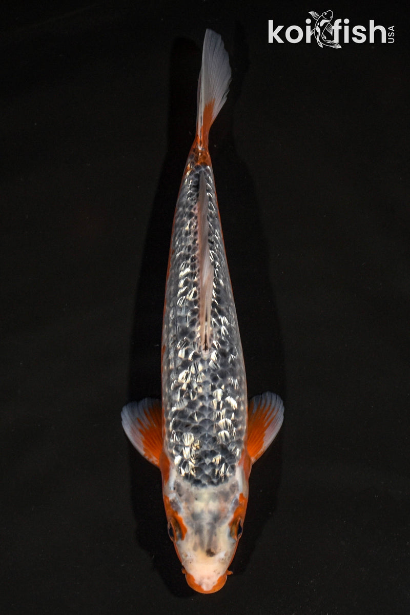 11.5" GINRIN ASAGI