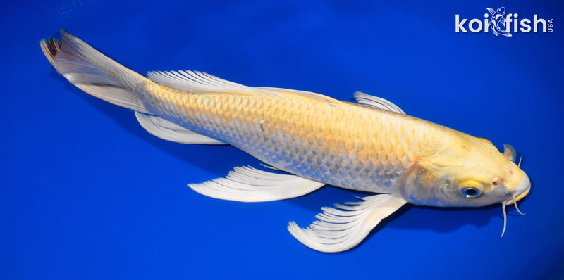 12.25" YAMABUKI OGON BUTTERFLY