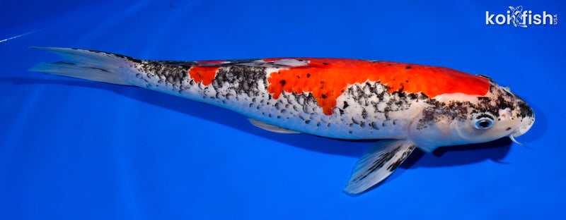 14.75" GOSHIKI