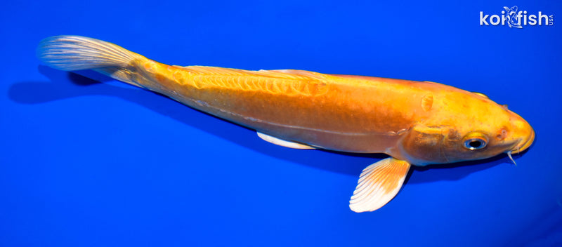 11.25" DOITSU ORENJI OGON