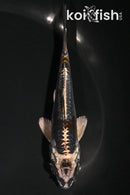 4.5" BENI KIKOKURYU