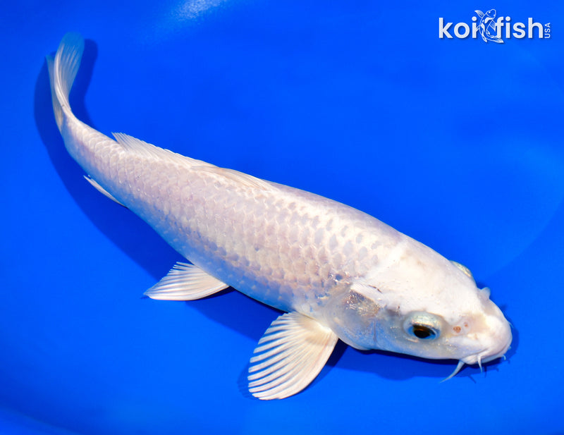 10" PLATINUM OGON