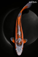 11.75" HI SHUSUI