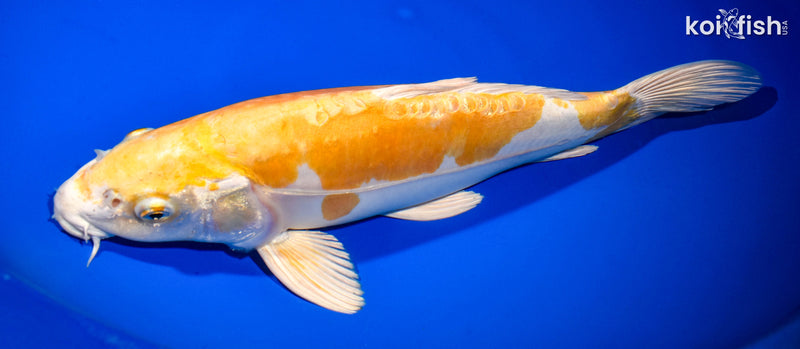 13.5" DOITSU HARIWAKE