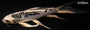 8.25" KIKOKURYU BUTTERFLY
