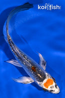 4.75" GINRIN MARTUEN KUJAKU BUTTERFLY