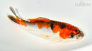 5.5" GOSHIKI
