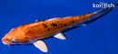 8" HEISEI NISHIKI