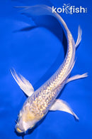 6" GINRIN LEMON HARIWAKE BUTTERFLY