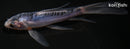 6" SHUSUI BUTTERFLY