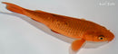 6.5" CHAGOI