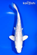 9" GINRIN PLATINUM OGON