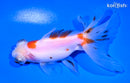 4.75" TELESCOPE FANTAIL GOLDFISH