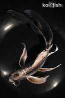 10" KIKOKURYU BUTTERFLY
