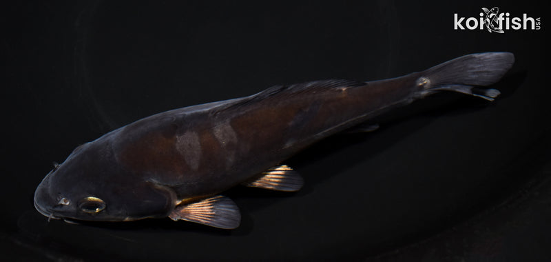 7.75" DOITSU OCHIBA SHIGURE