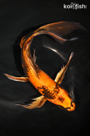 9.5" KIN HI UTSURI BUTTERFLY