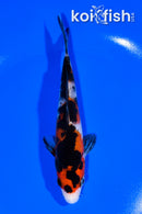 5.75" SANKE