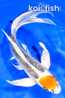 9.5" TANCHO KUJAKU BUTTERFLY