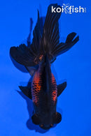 4.5" TELESCOPE FANTAIL GOLDFISH