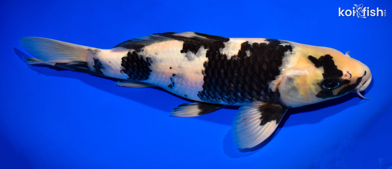 13" SHIRO UTSURI