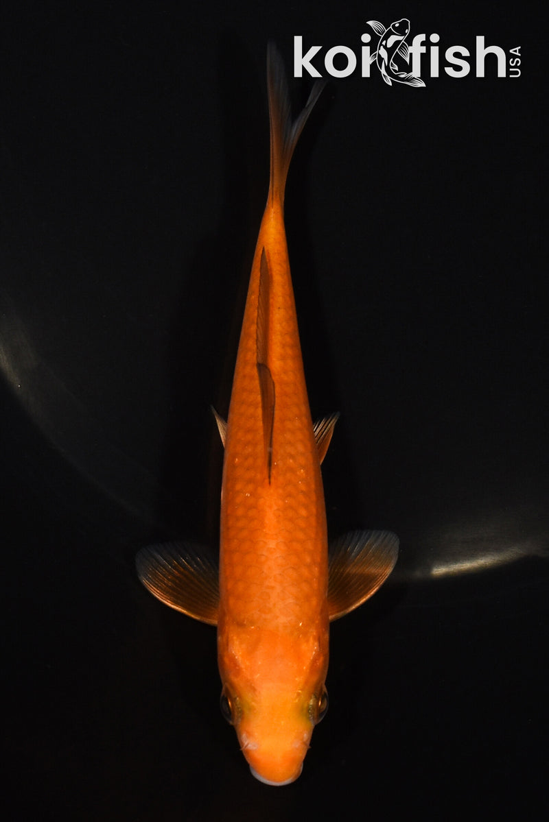 5" CHAGOI
