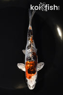 5.5" GINRIN HEISEI NISHIKI