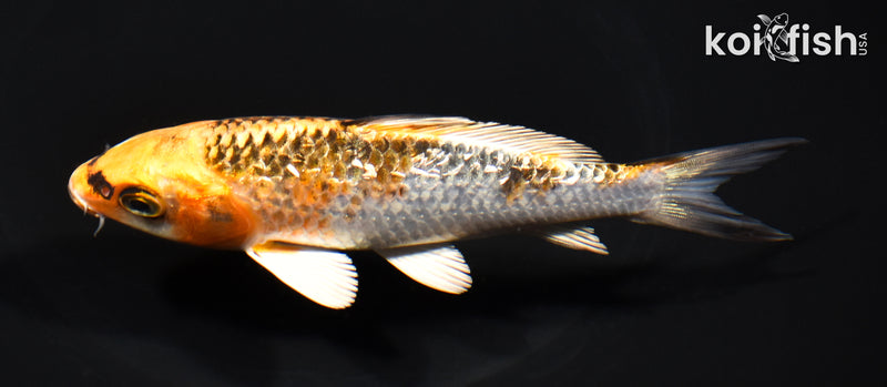 5.5" GINRIN KUJAKU