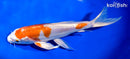 9.25" KIKUSUI BUTTERFLY
